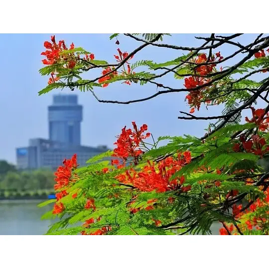 Royal Poinciana ສ້າງພູມສັນຖານເຂດຮ້ອນທີ່ງົດງາມແນວໃດ?