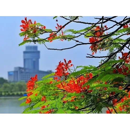 ເປັນຫຍັງເຄື່ອງບັນຈຸ Royal Poinciana Liners ທີ່ປູກແລ້ວຈຶ່ງເຮັດໃຫ້ຄວາມສຳເລັດສູງສຸດໃນພູມສັນຖານ?