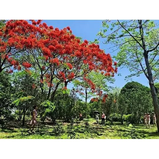 ແນວ ໃດ ຕົ້ນ ໄມ້ Royal Poinciana ຂະ ຫຍາຍ ການ ເຂົ້າ ເຖິງ ຕະ ຫຼາດ ສໍາ ລັບ ຜູ້ ຂາຍ ສົ່ງ ພືດ? ແນວ ໃດ ຕົ້ນ ໄມ້ Royal Poinciana ຂະ ຫຍາຍ ການ ເຂົ້າ ເຖິງ ຕະ ຫຼາດ ສໍາ ລັບ ຜູ້ ຂາຍ ສົ່ງ ພືດ?
