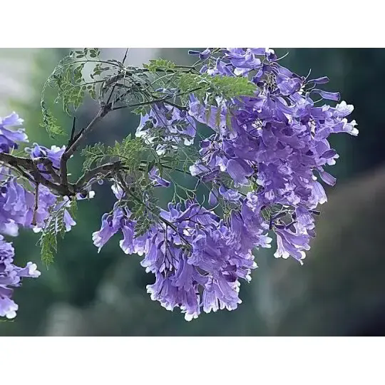 ຕົ້ນ Jacaranda ສ້າງພູມສັນຖານທີ່ສວຍງາມແລະຄວາມງາມທີ່ຍືນຍົງໄດ້ແນວໃດ? ຕົ້ນ Jacaranda ສ້າງພູມສັນຖານທີ່ສວຍງາມແລະຄວາມງາມທີ່ຍືນຍົງໄດ້ແນວໃດ?