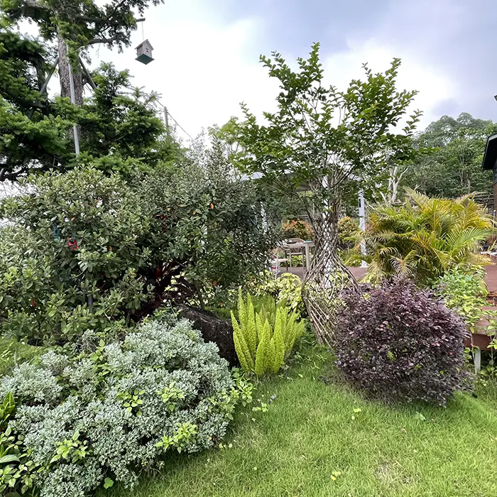 Crape Myrtle ສ້າງພູມສັນຖານທີ່ສວຍງາມແລະການບໍາລຸງຮັກສາຕ່ໍາແນວໃດ? Crape Myrtle ສ້າງພູມສັນຖານທີ່ສວຍງາມແລະການບໍາລຸງຮັກສາຕ່ໍາແນວໃດ?
