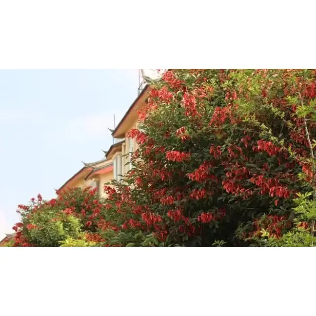 Cockscomb Coral Street Trees
