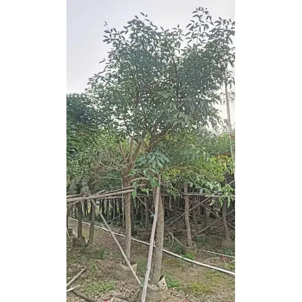 ນົກກະຈອກເທດສາຍພັນຕົ້ນໄມ້