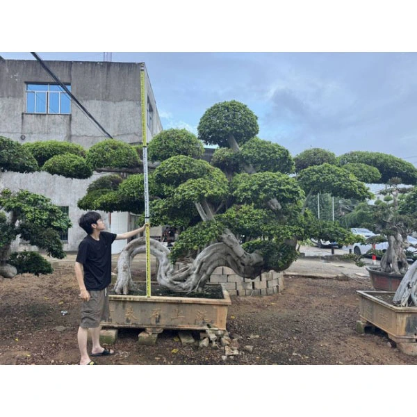 Ficus Microcarpa ຕົ້ນໄມ້ Bonsai