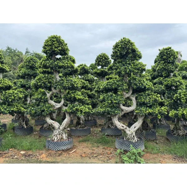 Ficus Microcarpa ຕົ້ນໄມ້ຕາມຖະຫນົນ