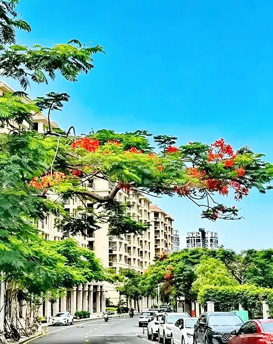Royal Poinciana Street Trees