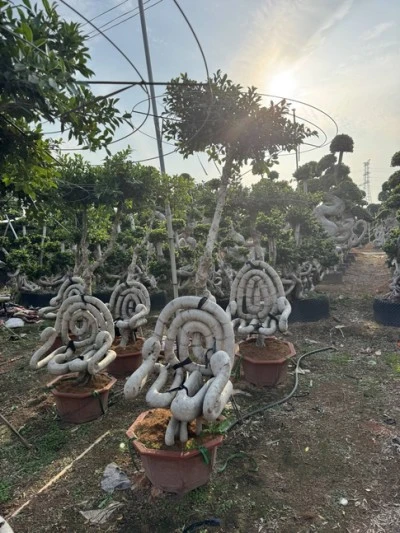 Ficus Microcarpa Liners