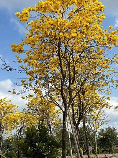 Golden Trumpet Tree Bonsai