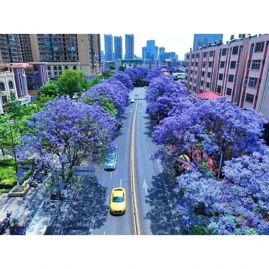 ຕົ້ນໄມ້ Jacaranda Bonsai