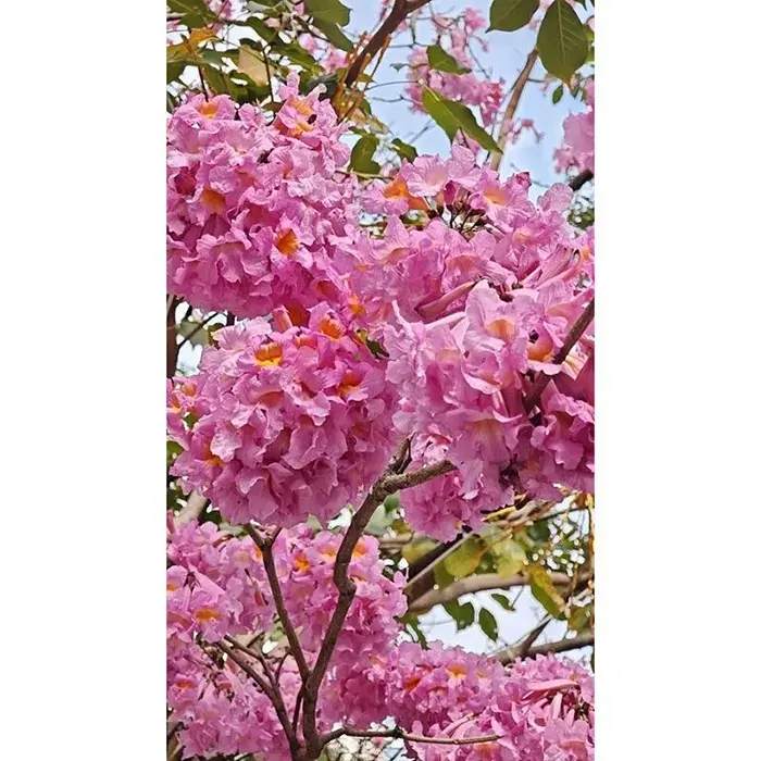 ຕົ້ນໝາກມ່ວງ ບອຍໄຊ