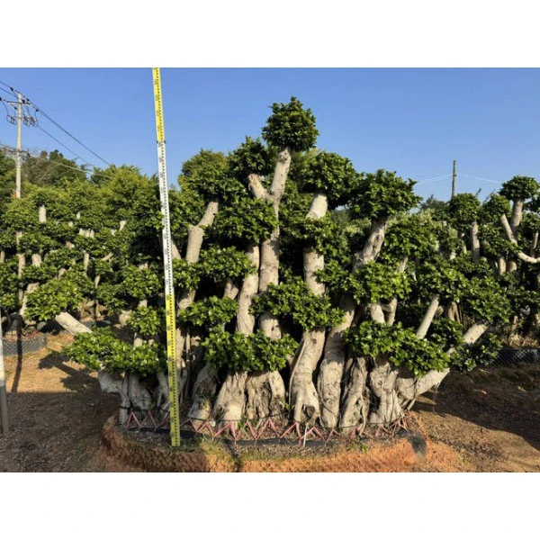ຕົວຢ່າງຕົ້ນໄມ້ Ficus microcarpa